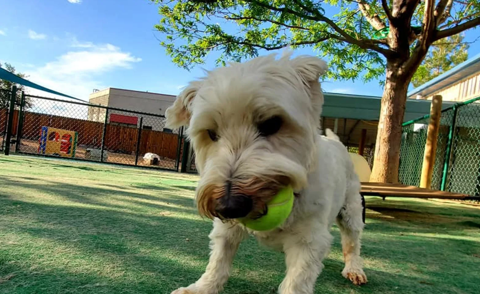 Dog and tennis ball